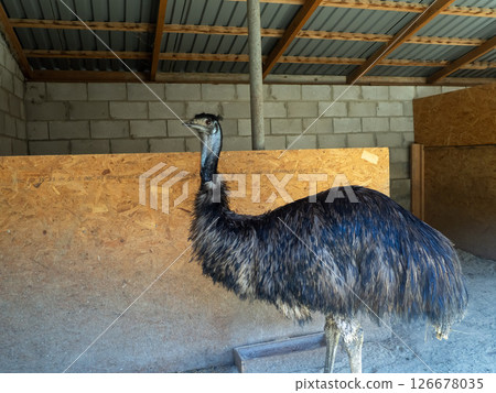 Large flightless bird stands in a rustic barn environment observing its surroundings during daylight hours near a farm Large flightless bird stands in a rustic barn environment observing its surroundings during daylight hours near a farm 126678035