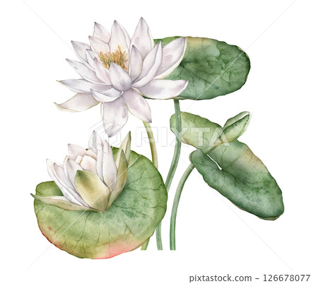 Watercolor bouquet of delicate bud Water white Lily with green leaves. Hand drawn illustration of lakewhite waterlily or lotus on isolated background. Beautiful composition chinese water lily Watercolor bouquet of delicate bud Water white Lily with green leaves. Hand drawn illustration of lakewhite waterlily or lotus on isolated background. Beautiful composition chinese water lily 126678077