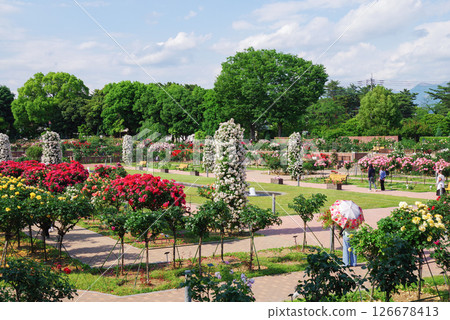 敷島玫瑰園 126678413