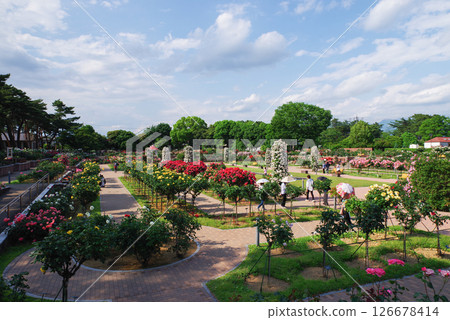 敷島玫瑰園 126678414