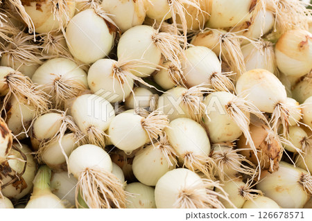 Washed farm heads of onions Washed farm heads of onions 126678571
