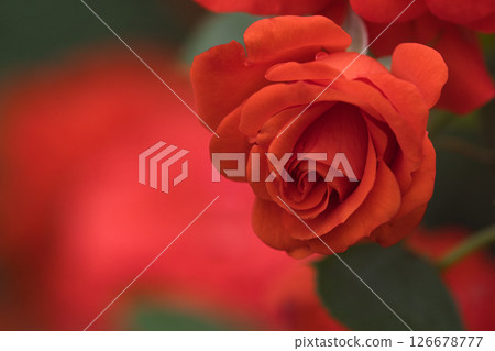 玫瑰紅 玫瑰紅 126678777
