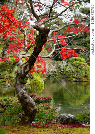 秋天的落葉和松樹 126678796