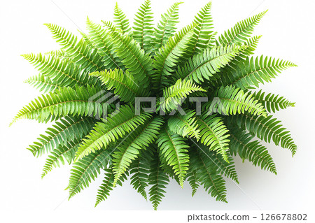 Houseplant in pot. Potted fern with delicate, feathery fronds on a white background. Houseplant in pot. 126678802