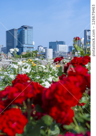 中之島公園玫瑰園盛開 中之島公園玫瑰園盛開 126679463