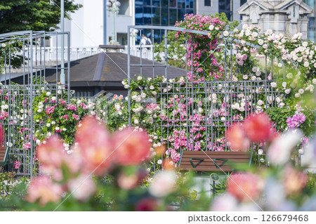 Nakanoshima Park Rose Garden in full bloom 126679468