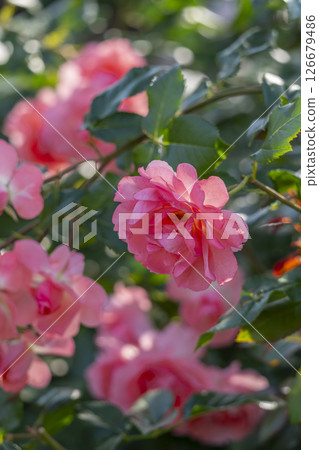 中之島公園玫瑰園盛開 中之島公園玫瑰園盛開 126679486