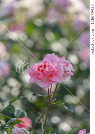 中之島公園玫瑰園盛開 中之島公園玫瑰園盛開 126679489