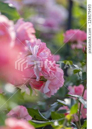 中之島公園玫瑰園盛開 126679493