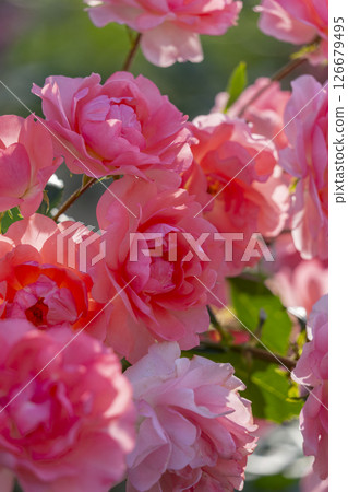 Nakanoshima Park Rose Garden in full bloom 126679495