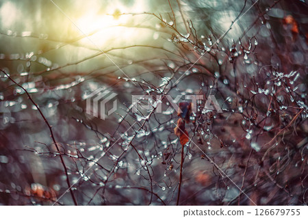 Amazing abstract and blurred background with branches and raindrops. 126679755