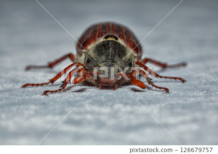 Amazing view of cockchafer beetle. 126679757