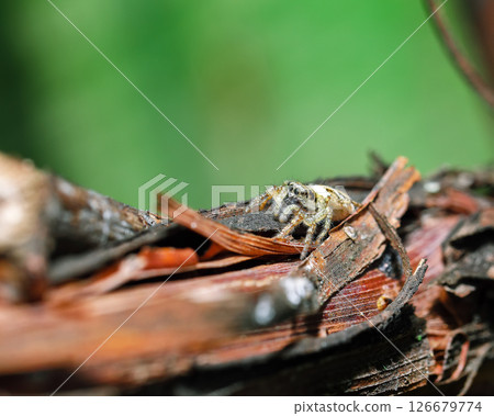Amazing view of spider on a branch. 126679774