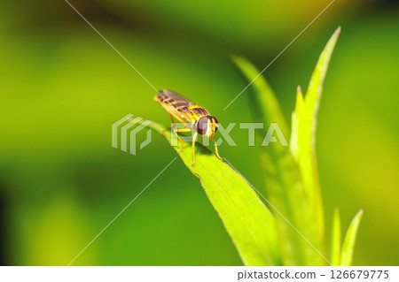 Amazing view of Bee-fly close-up on a leaf. 126679775