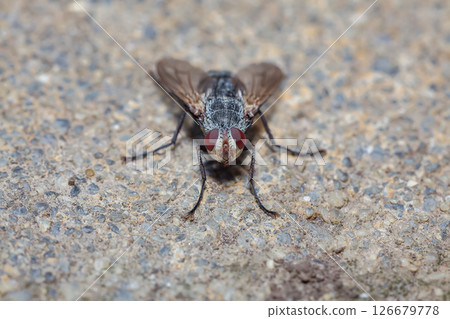 Flesh Fly of the Family Sarcophagidae in macro view. Flesh Fly of the Family Sarcophagidae in macro view. 126679778