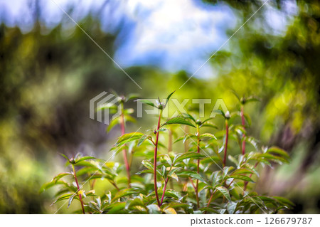 Amazing twinkling lights vivid color blurred bokeh spring from leaf background. 126679787