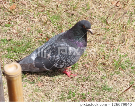 A single ordinary pigeon, from above, on the grass, Sorakuen, Kobe city's only Japanese garden A single ordinary pigeon, from above, on the grass, Sorakuen, Kobe city's only Japanese garden 126679940