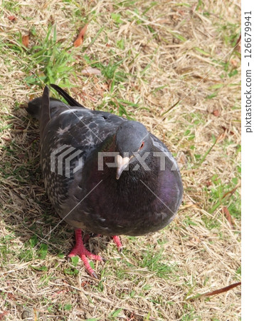 A single ordinary pigeon, from above, on the grass, Sorakuen, Kobe city's only Japanese garden 126679941