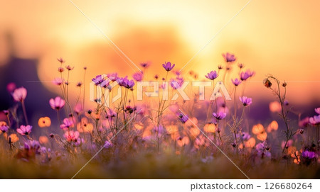 Blooming purple cosmos flowers fill a field under a vibrant sunset, creating a picturesque and serene natural landscape that captures the beauty of the countryside during golden hour 126680264
