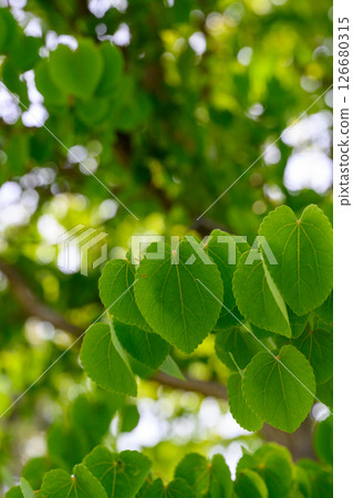 Fresh greenery (Yamahan Sun Park)_6728 Fresh greenery (Yamahan Sun Park)_6728 126680315