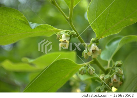 The flowers of the Japanese bean oak bloom in early summer 126680508