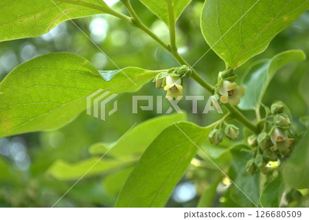 初夏時節，日本豆櫟花開 126680509