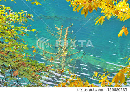 Photo of trees sinking in a clear lake 126680585