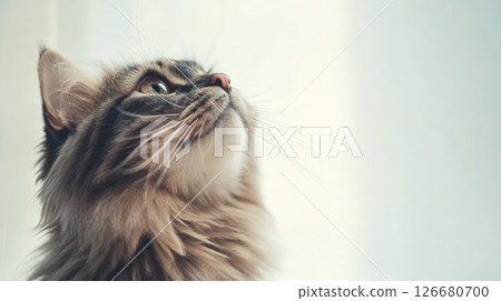 Portrait of a beautiful fluffy cat looking up with curiosity, its whiskers perked and eyes wide, as it observes something intriguing in the bright background 126680700