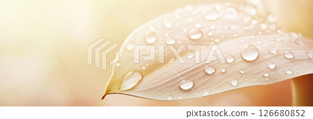 Soft sunlight illuminating a delicate leaf adorned with glistening water droplets creates a serene, beautiful scene in a tranquil pastel color palette 126680852