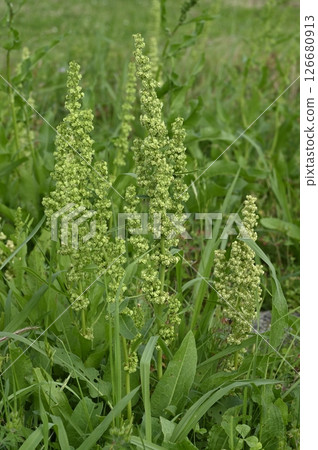 Dock growing in the grassland Dock growing in the grassland 126680913