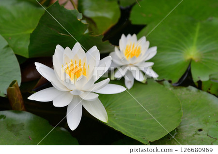 兩朵白睡蓮 126680969