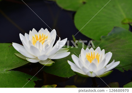 Two white water lilies floating on the water Two white water lilies floating on the water 126680970