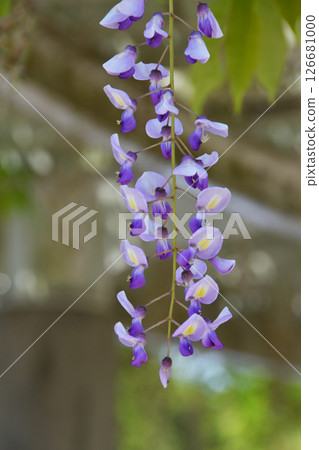 Wisteria at Nagai Botanical Garden Wisteria at Nagai Botanical Garden 126681000