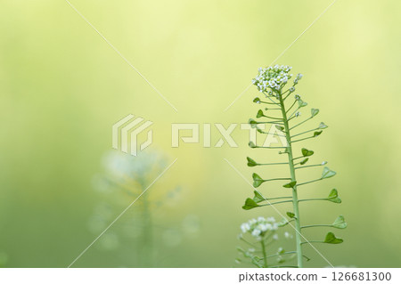 Nazna blooming in the field 126681300