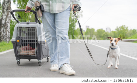 Owner walks Jack Russell Terrier and carries cage for safe travel. 126681612
