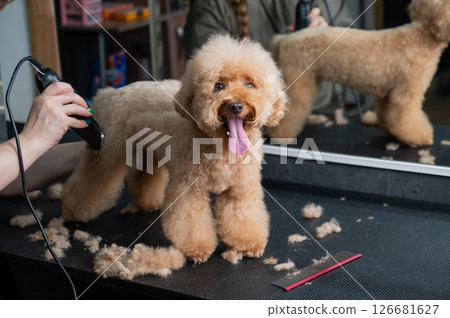 Groomer combing poodle in salon. Groomer combing poodle in salon. 126681627