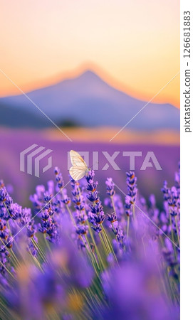 White butterfly standing on lavender flowers in a blooming field at sunset with a mountain on background creates a beautiful and serene natural landscape White butterfly standing on lavender flowers in a blooming field at sunset with a mountain on background creates a beautiful and serene natural landscape 126681883
