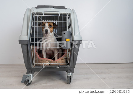 Jack Russell Terrier Dog in Pet Travel Bag. Jack Russell Terrier Dog in Pet Travel Bag. 126681925