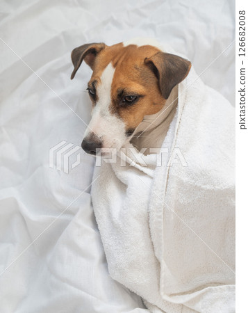 Jack Russell Terrier lying on his back wrapped in a white terry towel.  126682008