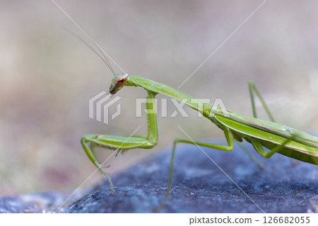Mantis Mantis 126682055