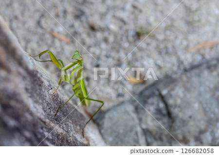 螳螂 螳螂 126682058