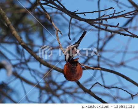 Long-tailed tit and nuts Long-tailed tit and nuts 126682122