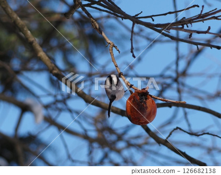 Long-tailed tit and nuts Long-tailed tit and nuts 126682138