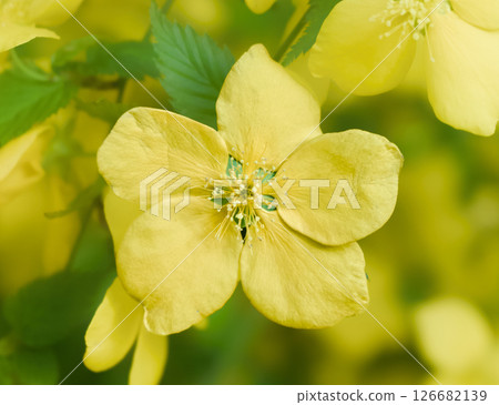 Beautiful scenery with small yellow flowers in full bloom Beautiful scenery with small yellow flowers in full bloom 126682139