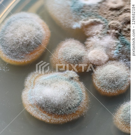 Mold cultivation Mold cultivation 126682184