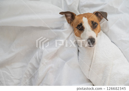Jack Russell Terrier lying on his back wrapped in a white terry towel.  126682345