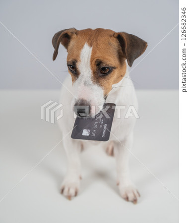 Jack Russell Terrier Dog Holding Credit Card. Jack Russell Terrier Dog Holding Credit Card. 126682346