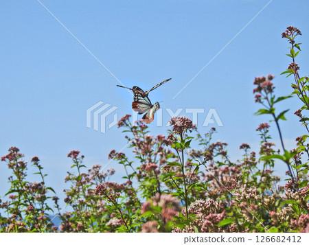 板栗虎，一隻飛越藤羽的候鳥 126682412