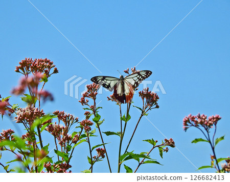 Chestnut tiger, a migratory butterfly that perches on a pink Fujibakama 126682413