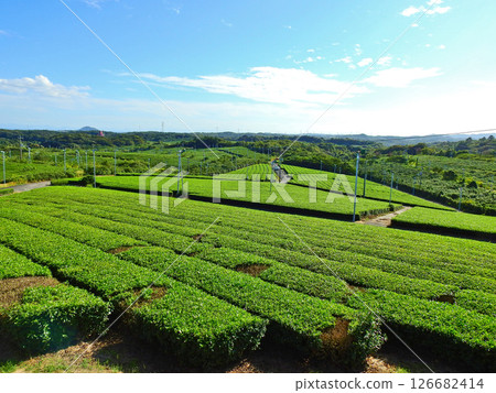 宇部市的人氣景點-藤河內茶園,一望無際的茶田 宇部市的人氣景點-藤河內茶園,一望無際的茶田 126682414